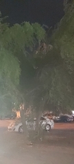 Ziziphus jujuba