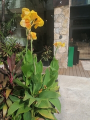 Canna × generalis