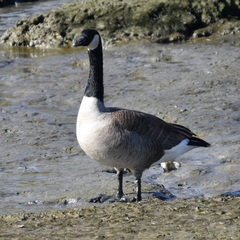 Branta canadensis