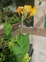 Canna × generalis