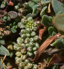 Herniaria parnassica