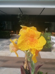 Canna × generalis
