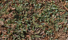 Herniaria parnassica