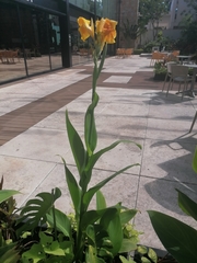 Canna × generalis