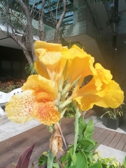 Canna × generalis