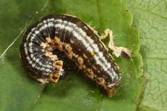 Philereme vetulata