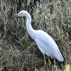 Egretta thula
