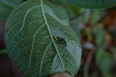 Phyllonorycter lantanella