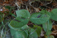 Phyllonorycter lantanella