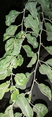 Ziziphus jujuba