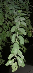 Ziziphus jujuba