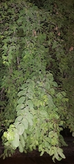 Ziziphus jujuba