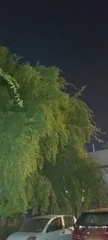 Ziziphus jujuba