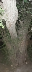 Ziziphus jujuba