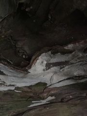 Amylostereum laevigatum