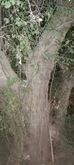 Ziziphus jujuba