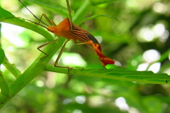 Anisoscelis podalicus