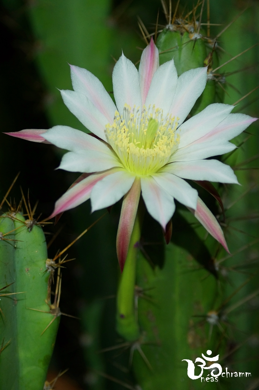 Cereus fernambucensis
