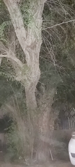 Ziziphus jujuba