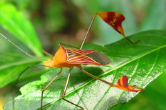 Anisoscelis podalicus