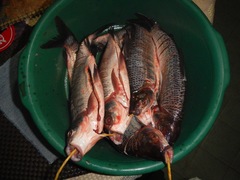 Prochilodus magdalenae