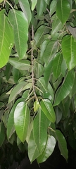 Ficus