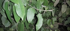 Ficus