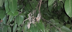 Ficus