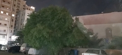 Ficus