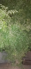 Ficus