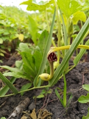 Aristolochia angustifolia