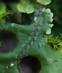 Mesoptychia collaris