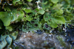 Mesoptychia collaris