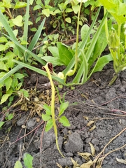 Aristolochia angustifolia