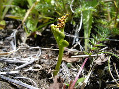 Botrychium dusenii