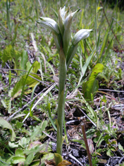 Chloraea multiflora