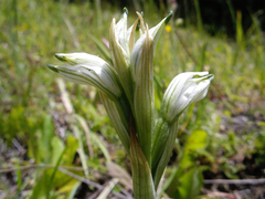 Chloraea multiflora
