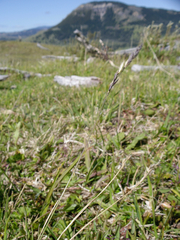 Bromus berteroanus