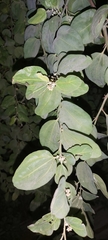 Ziziphus jujuba