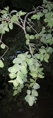 Ziziphus jujuba