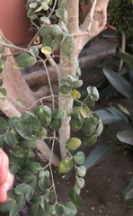 Tracheophyta