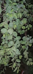 Ziziphus jujuba