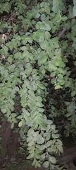 Ziziphus jujuba