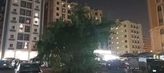 Ziziphus jujuba