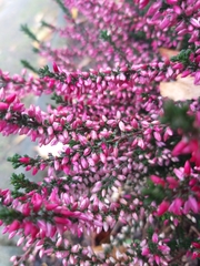 Calluna