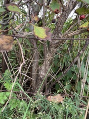 Crataegus macracantha