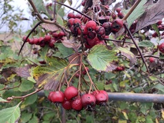 Crataegus macracantha