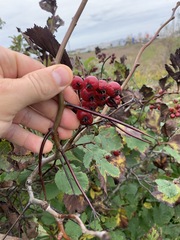 Crataegus macracantha