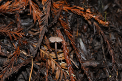 Paragymnopus sequoiae