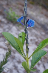 Stachytarpheta crassifolia